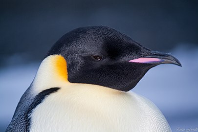 Cap de pinguin imperial Aptenodytes forsteri