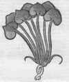 …….. Haselwortz …….. Herbarius Moguntinus …….. Mainz 1484.