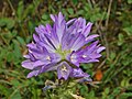 Flowers of Campanula spicata