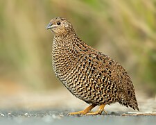 Coturnix ypsilophora