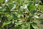 Crataegus pentagyna