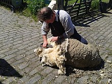 A fermer in bib n brace wi a cowpit sheep, clippin wi haun sheers.