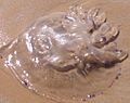 Medusa spiaggiata