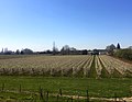 Boomgaard (laagstam) nabij Doornenburg (Lingewaard)