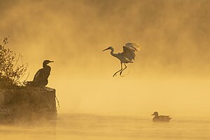 Un grand cormoran (Phalacrocorax carbo), une aigrette garzette (Egretta garzetta) et un canard chipeau (Mareca strepera) sur le lac népalais de Taudaha, à Katmandou, par un matin de décembre 2019. (définition réelle 7 009 × 4 673)