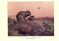 The wild beasts of the world (Plate 53) by Winifred Austen