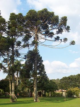 Araucaria angustifolia