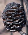 Banksia telmatiaea -lajin tuppilo