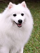 White Japanese Spitz