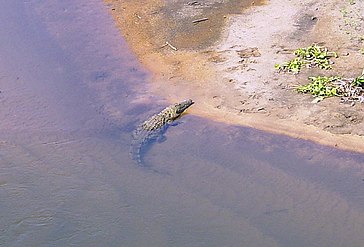Nile crocodile resting on the river bank, near Malalane