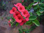 Euphorbia miliis "falska blommor" (cyathier omgivna av två röda cyatofyll) sitter vid den fjärde blomningen ofta i två rader om fyra, beroende på att stjälken grenar sig diktomt tre gånger i rät vinkel mot varandra.