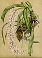 Rhynchostylis retusa