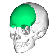 En verde, o óso frontal no cranio