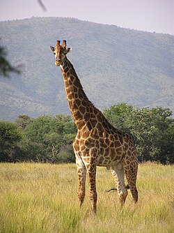 Maasaigíraffi (Giraffa camelopardalis)