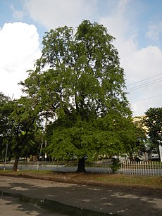 עץ תמרהינדי