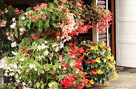 Bégonias tubéreux (Begonia ×tuberhybrida-cultorum)