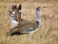 A. k. struthiunculus (Tanzanija)