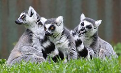 Three medium-sized, prosimian primates with long striped tails, long snout, and a raccoon-like face (Ring-tailed lemurs) sit huddled together in the grass