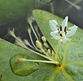 Nymphoides krishnakesara