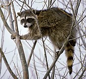 Gray procyonid with black and white face markings in a tree