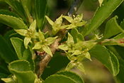 Rhamnus saxatilis