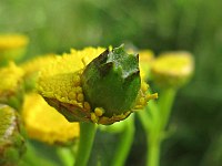 Gal van de gewone boerenwormkruidgalmug Rhopalomyia tanaceticola