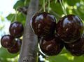 Ripe sour cherries, Hungary