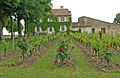 Sur le terroir de Saint-Émilion, vignes de Clos Fourtet avec les rosiers plantés en bout de rang