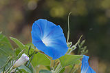 Ipomoea violacea enthält Ergoline