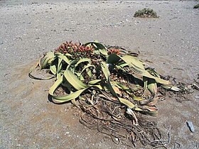 Welwitschia mirabilis (planta feminina com estróbilos).