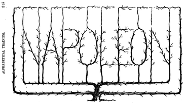 Illustration from: Charles R. Baker's Practical and scientific fruit culture (Boston: Lee & Shepard, 1866)