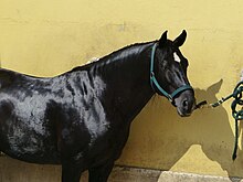 Cheval noir au poil lustré et brillant sur un fond jaune.