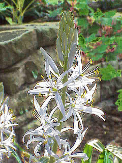 Camassia cusickii