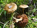 !Cortinarius hinnuleus!