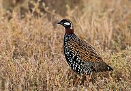 State Bird of Turkmenistan