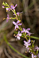 Stylidium graminifolium