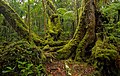 Image 36Antarctic beech old-growth in Lamington National Park, Queensland, Australia (from Old-growth forest)