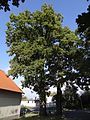 Memorial oak trees on the corner of Branišovská and K Výboru streets