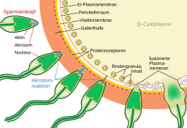 Phasenweise Darstellung des Eindringens des Spermiums in eine Eizelle (Akrosomreaktion)