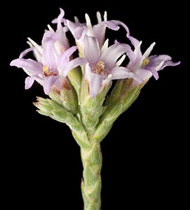 Andersonia brevifolia