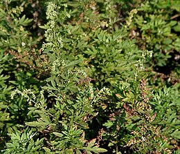 Artemisia nilagirica