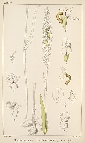 Brownleea parviflora