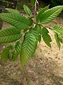 Castanea crenata