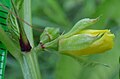 Pointed sepals, bracts at stalk base, no epicalyx