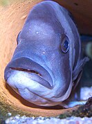 Mouthbrooder: front cichlid with young in mouth