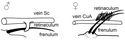 Frenulo-retinacular wing coupling in male and female moths (praise)