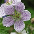 Geranium richardsonii