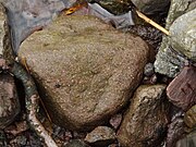 A boulder of Devonian conglomerate in the bed of Routing Gill Beck on Great Mell Fell