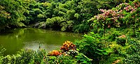 Lotus Pond