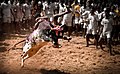 Madurai Alanganallur Jallikattu